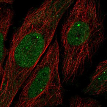 Anti-UBN1 antibody produced in rabbit Prestige Antibodies&#174; Powered by Atlas Antibodies, affinity isolated antibody