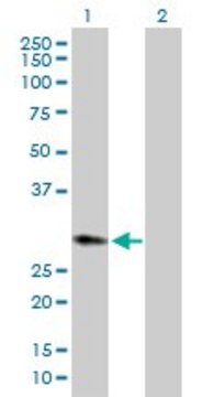 Anti-HPGD antibody produced in rabbit purified immunoglobulin, buffered aqueous solution