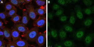 Anti-Twist1 Antibody, clone 4L15 ZooMAb® Rabbit Monoclonal recombinant, expressed in HEK 293 cells