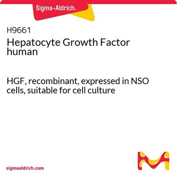 肝细胞生长因子 人 HGF, recombinant, expressed in NSO cells, suitable for cell culture