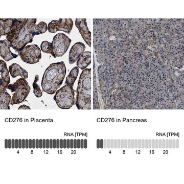 Anti-CD276 antibody produced in rabbit affinity isolated antibody, Prestige Antibodies&#174; Powered by Atlas Antibodies, buffered aqueous glycerol solution