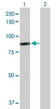 Anti-SSX2IP antibody produced in rabbit purified immunoglobulin, buffered aqueous solution