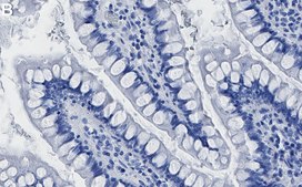 Anti-IRF-1 Antibody, clone 2L6 ZooMAb® Rabbit Monoclonal recombinant, expressed in HEK 293 cells