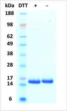 IL-2 人 recombinant, expressed in HEK 293 cells, &#8805;95% (SDS-PAGE)