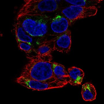 Anti-NECAB3 antibody produced in rabbit Prestige Antibodies&#174; Powered by Atlas Antibodies, affinity isolated antibody