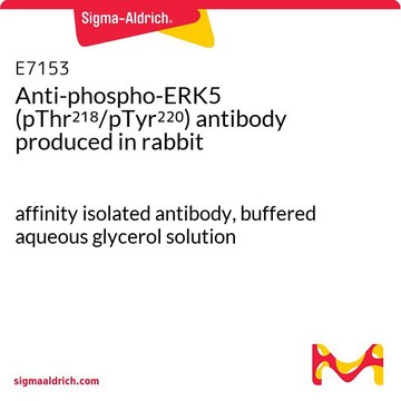 Anti-phospho-ERK5 (pThr218/pTyr220) antibody produced in rabbit affinity isolated antibody, buffered aqueous glycerol solution