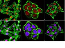 Anti-FOXA1 Antibody, clone 2F83 clone 2F83, from mouse