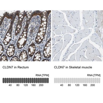 Anti-CLDN7 antibody produced in rabbit Prestige Antibodies&#174; Powered by Atlas Antibodies, affinity isolated antibody, buffered aqueous glycerol solution