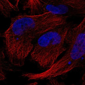 Anti-GEMIN5 antibody produced in rabbit Prestige Antibodies&#174; Powered by Atlas Antibodies, affinity isolated antibody