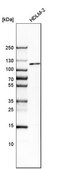 Anti-MTF1 antibody produced in rabbit Prestige Antibodies® Powered by Atlas Antibodies, affinity isolated antibody, buffered aqueous glycerol solution