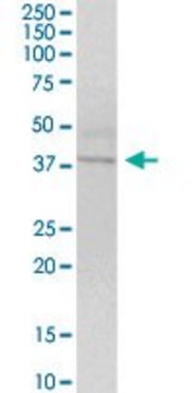 Anti-WNT4 antibody produced in mouse purified immunoglobulin, buffered aqueous solution