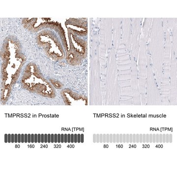 Anti-TMPRSS2 antibody produced in mouse Prestige Antibodies® Powered by Atlas Antibodies, clone CL12514, purified by using Protein A, buffered aqueous glycerol solution
