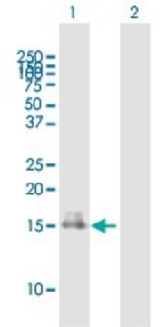 Anti-RARRES2 antibody produced in mouse purified immunoglobulin, buffered aqueous solution