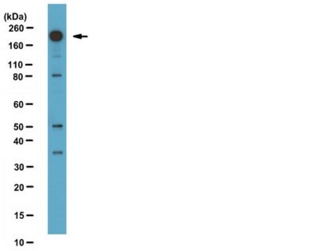 Anti-Phospho-Dnmt1(Ser714) Antibody from rabbit