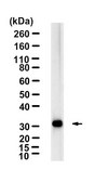 Anti-NEK7 Antibody, clone 1C10 ZooMAb® Rabbit Monoclonal recombinant, expressed in HEK 293 cells