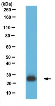 Anti-LST1, clone 7E2 Antibody clone 7E2, 1&#160;mg/mL, from rat