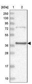 Anti-PTER antibody produced in rabbit Prestige Antibodies® Powered by Atlas Antibodies, affinity isolated antibody, buffered aqueous glycerol solution