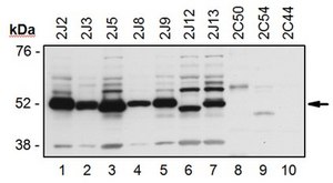 Anti-Cytochrome p450 2J Family Antibody serum, from rabbit