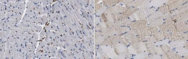 Anti-MYH-1 Antibody, clone 6F12H3 clone 6F12H3, from rat