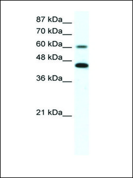 Anti-ANXA6 (AB2) antibody produced in rabbit IgG fraction of antiserum