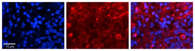 Anti-SLC27A6 antibody produced in rabbit affinity isolated antibody