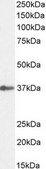 Anti-SIAH1 antibody produced in goat affinity isolated antibody, buffered aqueous solution