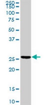 Anti-TNNI2 Rabbit pAb liquid, Calbiochem&#174;