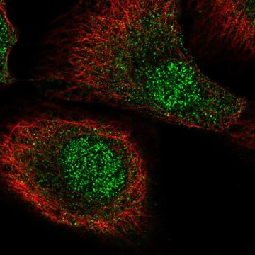 Anti-MCTP2 antibody produced in rabbit Prestige Antibodies&#174; Powered by Atlas Antibodies, affinity isolated antibody