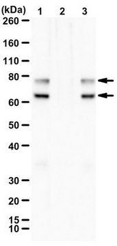 Anti-Phospho-Lamin A/C (Ser390) from rabbit