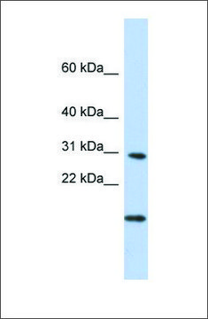 Anti-POLR2K antibody produced in rabbit affinity isolated antibody