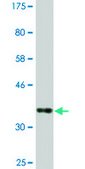 Monoclonal Anti-B3GAT3, (C-terminal) antibody produced in mouse clone 4C12, ascites fluid