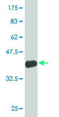 Monoclonal Anti-TRIP10 antibody produced in mouse clone 1A9, purified immunoglobulin, buffered aqueous solution