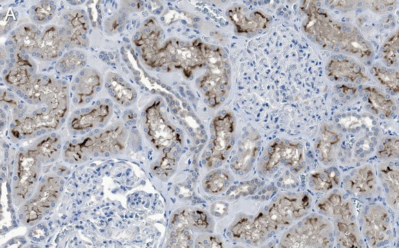 Anti-Rab7A Antibody, clone 4E15 ZooMAb&#174; Rabbit Monoclonal recombinant, expressed in HEK 293 cells