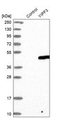 Anti-YIPF3 antibody produced in rabbit Prestige Antibodies® Powered by Atlas Antibodies, affinity isolated antibody, buffered aqueous glycerol solution
