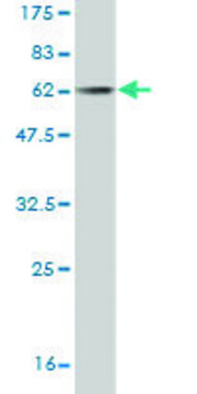 Monoclonal Anti-CDCA3 antibody produced in mouse clone 3B9, purified immunoglobulin, buffered aqueous solution