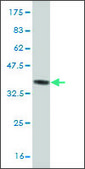 ANTI-ZIC3 antibody produced in mouse clone 2D3, purified immunoglobulin, buffered aqueous solution