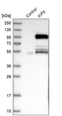 Anti-KIF9 antibody produced in rabbit Prestige Antibodies® Powered by Atlas Antibodies, affinity isolated antibody, buffered aqueous glycerol solution, Ab2