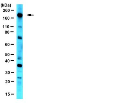 Anti-eIF4G Antibody serum, from rabbit