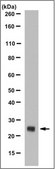 Anti-Rab27B, clone 6C10.1 Antibody clone 6C10.1, from mouse
