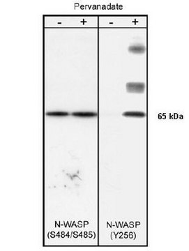 Anti-N-WASP Antibody, phospho-specific [Tyr256] Chemicon&#174;, from rabbit