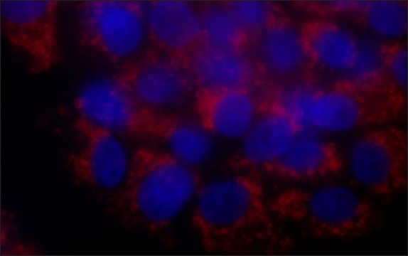 Anti-Mitofilin antibody, Mouse monoclonal clone BNP-28, purified from hybridoma cell culture