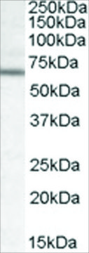 Anti-Dachshund Homolog 2/DACH2 antibody produced in goat affinity isolated antibody, buffered aqueous solution