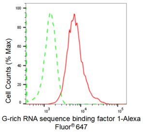 KD-Validated Anti G-rich RNA sequence binding factor 1 Antibody, clone 23GB1660, Rabbit Monoclonal clone 23GB1660, recombinant rabbit monoclonal, expressed in HEK293 cells