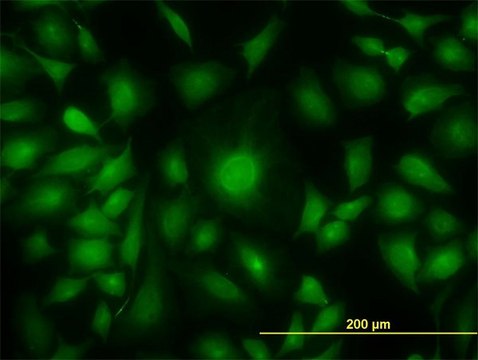 Monoclonal Anti-AK1 antibody produced in mouse clone M1, purified immunoglobulin, buffered aqueous solution