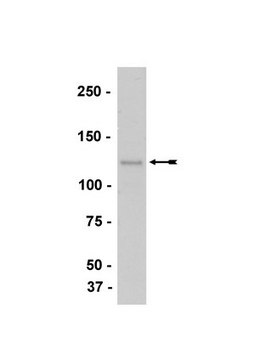 Anti-M-Cadherin Antibody, clone 12G4 clone 12G4, Upstate&#174;, from mouse