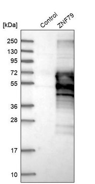 Anti-ZNF79 antibody produced in rabbit Prestige Antibodies&#174; Powered by Atlas Antibodies, affinity isolated antibody, buffered aqueous glycerol solution