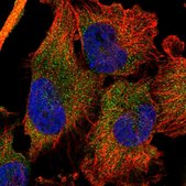 Anti-DDX60 antibody produced in rabbit Prestige Antibodies® Powered by Atlas Antibodies, affinity isolated antibody, buffered aqueous glycerol solution