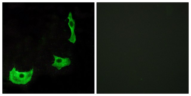 Anti-GPR17 antibody produced in rabbit affinity isolated antibody