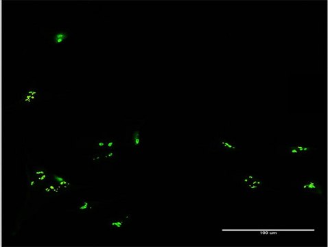 Anti-RBM19 antibody produced in mouse purified immunoglobulin, buffered aqueous solution