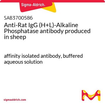 Anti-Rat IgG (H+L)-Alkaline Phosphatase antibody produced in sheep affinity isolated antibody, buffered aqueous solution